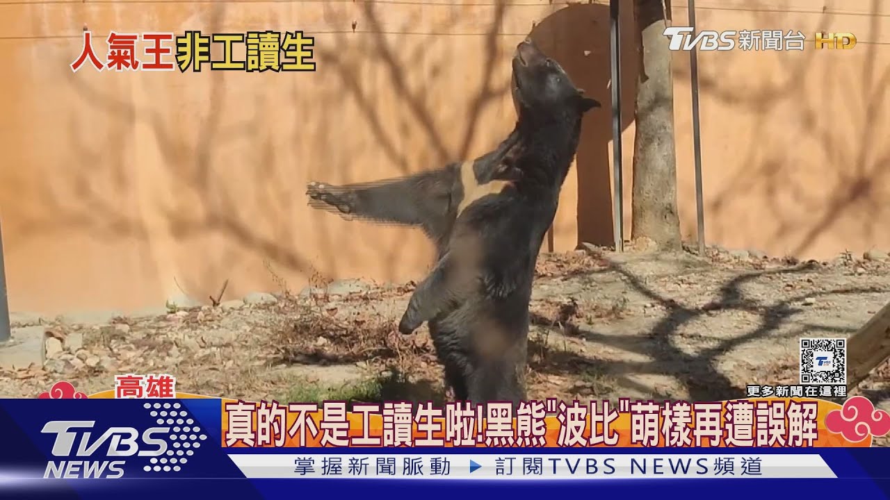 不是工讀生！黑熊波比「萌」站立　情人節黃色小鴨KISS放閃