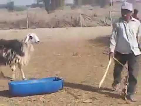 A knock out with a sheep watch this crazy Kenyan who got a beating of the year...