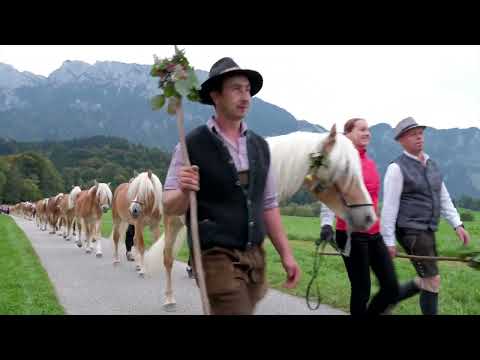 The cattle drive of the Tyrolean Haflinger in Ebbs/Tyrol (Fohlenhof Ebbs)