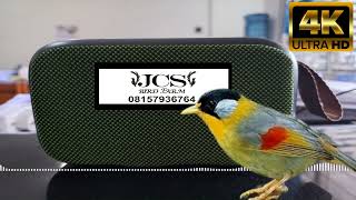 Download lagu PANCAWARNA BETINA [PEMASTERAN BURUNG MURAI BATU] │ SUARA JERNIH & TANPA IKLAN!!! mp3