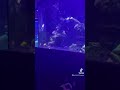Finding Nemo Fish Tank Yea Or Nah Shorts