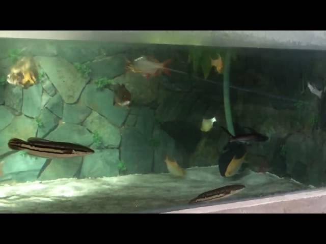 Beautiful Tropical Fish Tank Pond in Natural Sunlight
