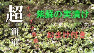【紫蘇の実漬け】#紫蘇 #紫蘇の実 #紫蘇レシピ #簡単レシピ #夏の終わり #山形県 #中山町 #それいゆの家 #それいゆの畑