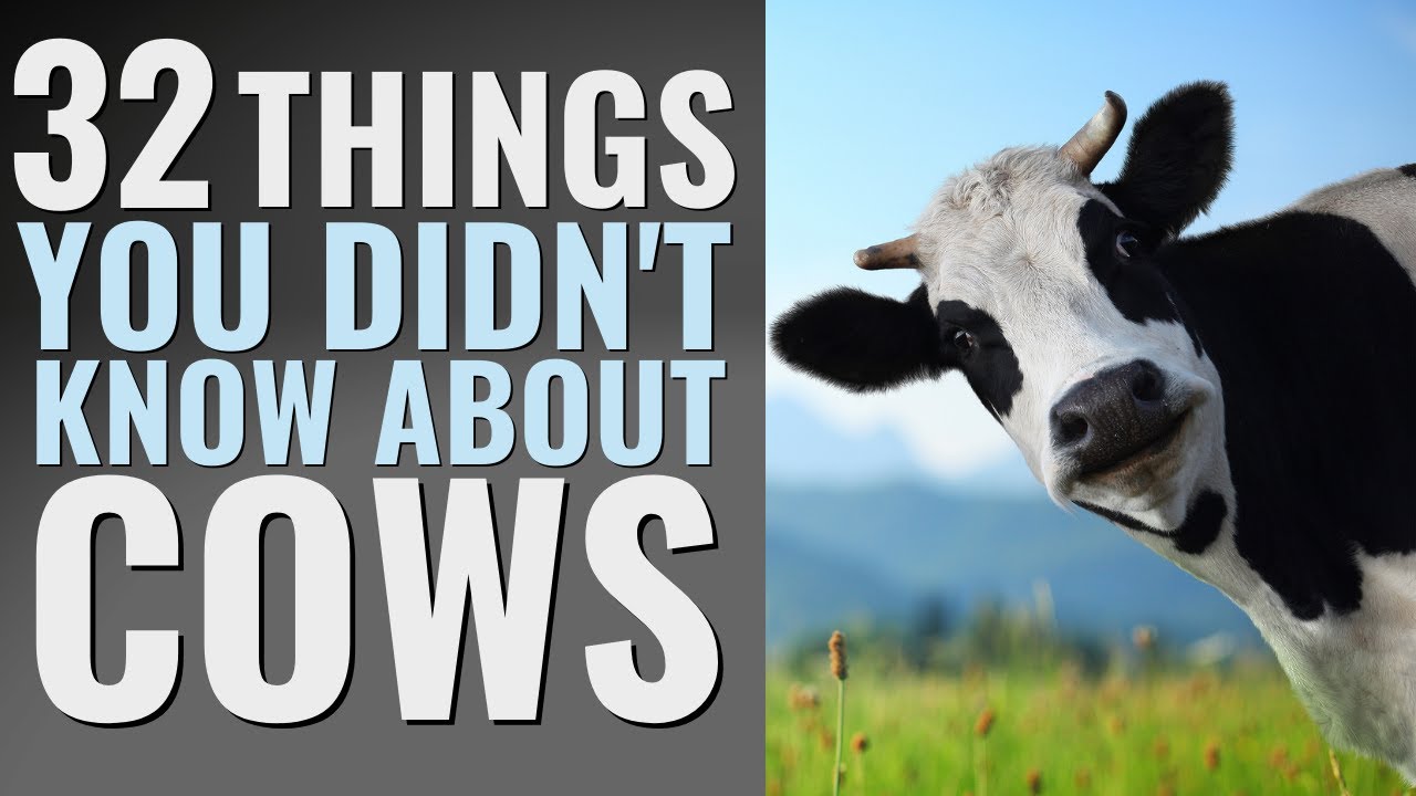 Cows : 32 Amazing Facts in Under 3 Minutes!