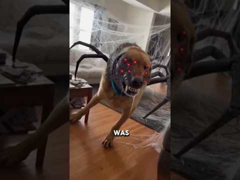 My Dog Transformed into a mutant spider.....