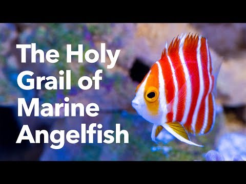 ペパーミントエンジェル - マリンエンゼルフィッシュの聖杯