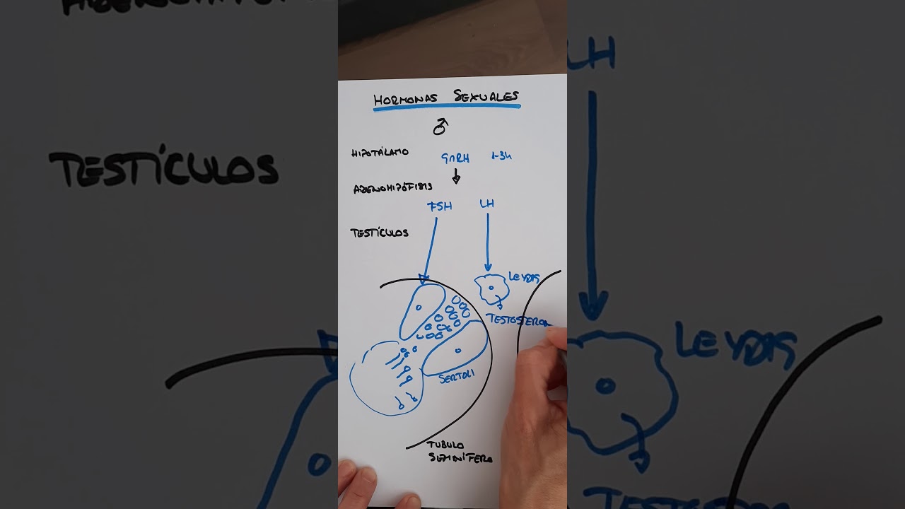 Fisiología endocrina VI: Hormonas sexuales masculinas