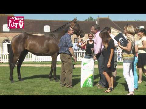 National de l'obstacle 2014 au Pin : triomphe pour Kapgarde