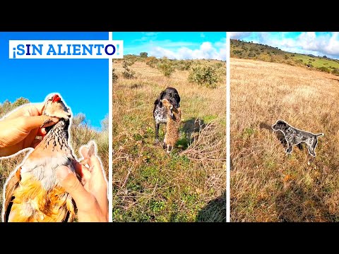 🔥¡𝐀𝐩𝐚𝐬𝐢𝐨𝐧𝐚𝐧𝐭𝐞 𝐉𝐨𝐫𝐧𝐚𝐝𝐚!🔥 Caza de Perdices, Liebres, Jabalis y 🦆