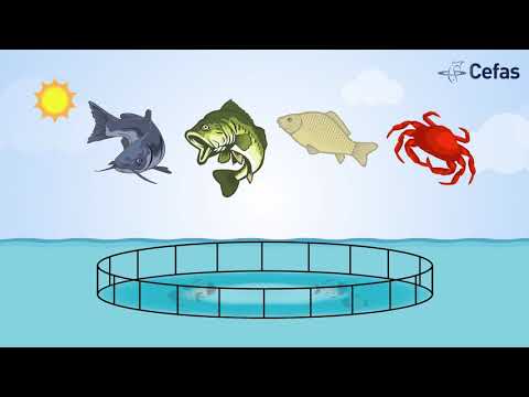 Sustainable aquaculture