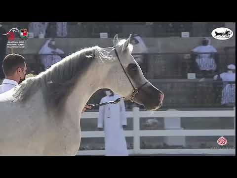 N 325 LVA MAXIMUS   Abu Dhabi International Arabian Horse Championship 2021   Stallions 7+ Years Old
