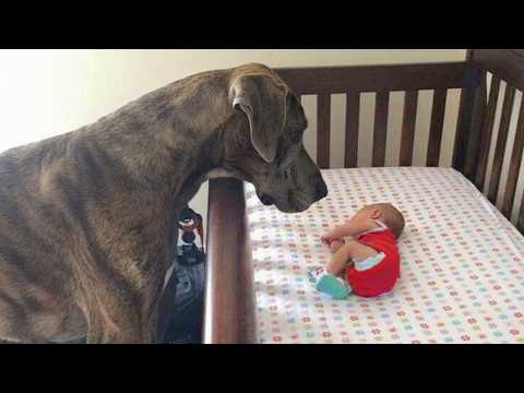 Dog Can’t Control His Emotions At First Time Seeing His Baby Sister 😭