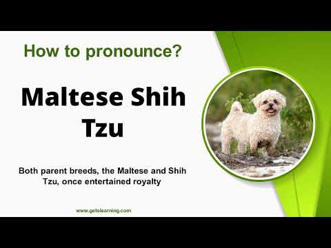 How to Say (Maltese Shih Tzu) in American Accent