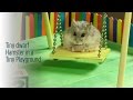 Tiny Hamster in a Tiny Playground 