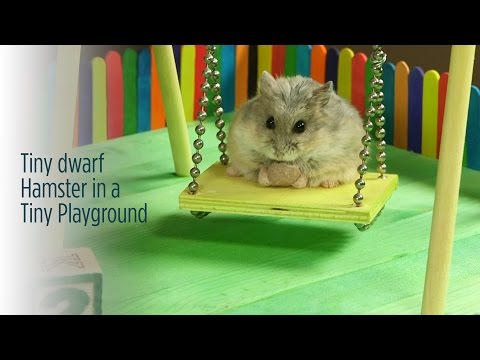 Un hámster disfrutando de su parque de juegos privado