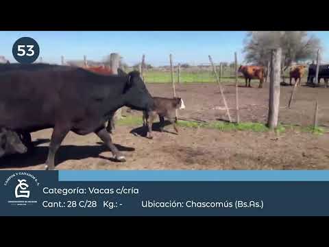 Lote VC C/Cria - Chascomús