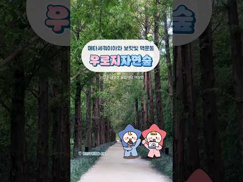 [2026새영천알림이단✨] 메타세쿼이아와 보랏빛 맥문동이 반겨주는 감성 힐링 명소!