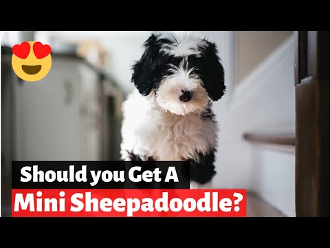 image-Are mini Sheepadoodles hypoallergenic?