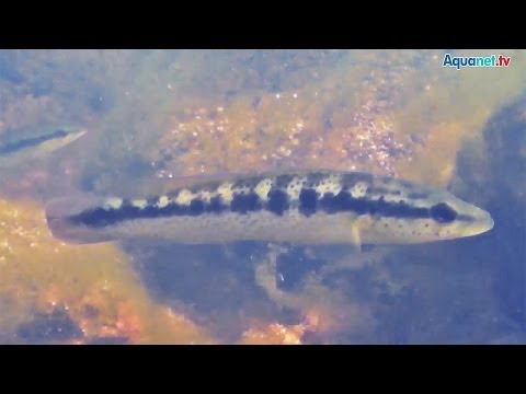 Biotopo in Uruguay con Crenicichla punctata e Gymnogeophagus