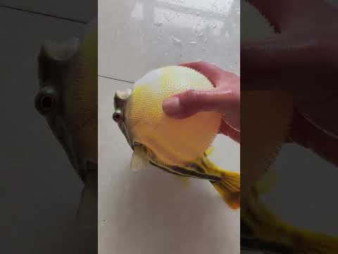 Amazing Bubble Fish Inflating Stomach 🐡✨ | Incredible Sea Life