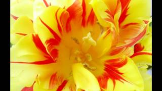 Bond - Viva (Onion Mix)