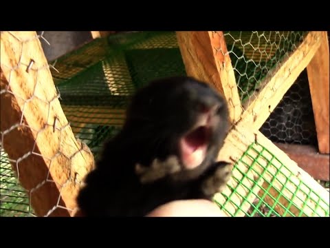 Baby Rabbit Squeals until it Dies From Fear