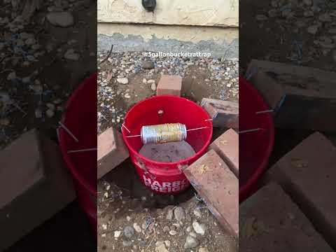 5 Gallon Bucket Rat Trap DIY. #diy #rattraps