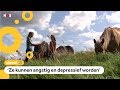 Zorgen over tienduizenden eenzame paarden