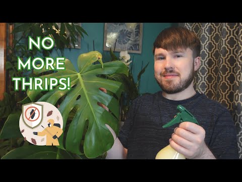 Get Rid of Thrips! Thrip Lifecycle, Plant Damage, Step-by-Step Plant Treatment (+ Pest Control Mix)