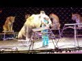 Ringling Bros Phoenix 2014 Circus Lions Tigers