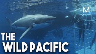 Wild Pacific | TRAILER [HD] | MagellanTV