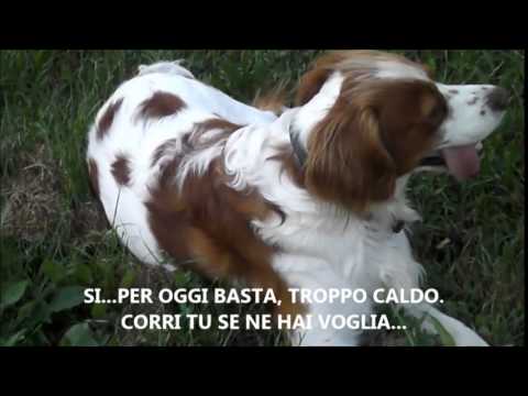 IL TEMIBILE CACCIATORE BRETONE