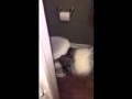 Collie Drinking From Toilet