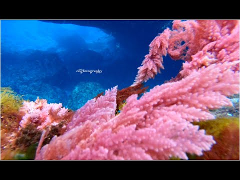 CNG Treks 3/2020 ... Pixxina Naturali ... Halq is-Sigar … Qrendi, Malta