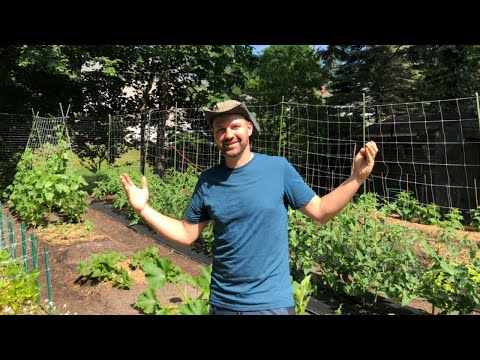 Full Garden Tour June 2020 | Gardening Tips and Techniques with Lucas
