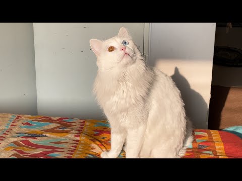 Deaf Cat Scolded For Being a Homophobe