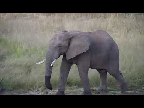 Djuma: Lone Elephant bull drinking at dam - 18:08 - 03/24/19