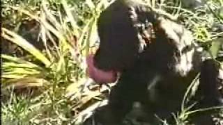 Charlie in the Garden