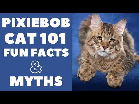 Pixie-bob Cats 101 : Fun Facts & Myths