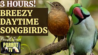 Breezy Daytime Songbirds | 3 Hours of Relaxing Ambient Nature Sounds | Parrot TV for Your Bird Room