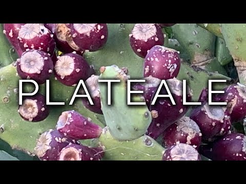 1210-IT Vittoria, PLATEALE - Ipnosi Esoterica ∞ Lucio Carsi