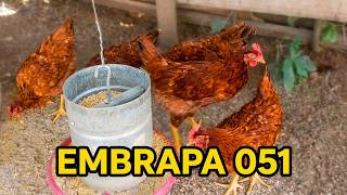 Uma das Melhores Raças de Galinhas Poedeiras - (Parte 64)