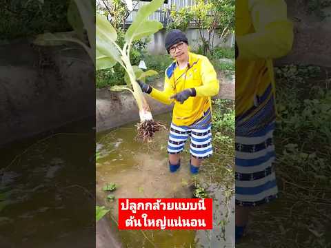 This method of growing bananas will make the trees big and grow quickly. #bananas