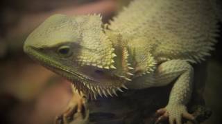 Maceo Moreno - Quartz (Official Video)