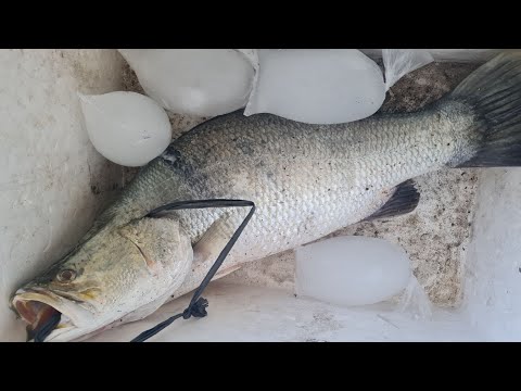 EP842-P1 - Barramundi Fish Curry | Occ. Mindoro