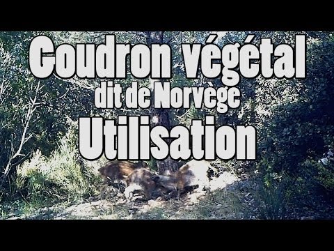 comment appliquer goudron de norvege