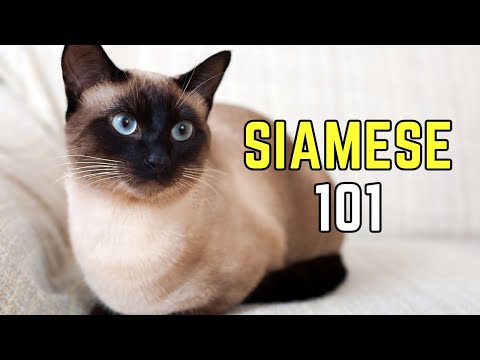 Siamese Cats 101: EVERYTHING You Need To Know | Pet Insider