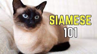 Siamese Cats 101: EVERYTHING You Need To Know | Pet Insider