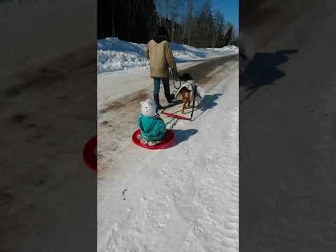 Dog sledding
