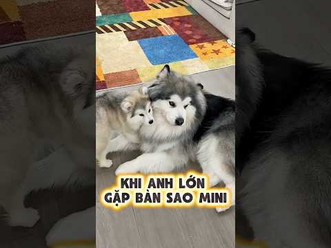 Khi Anh Lớn Gặp Bản Sao Mini 😹👦🐾